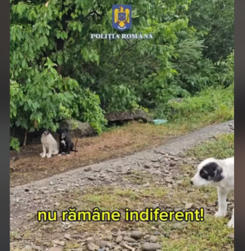 VIDEO/ Peste 1.900 de animale salvate într-un singur an. Poliția Română îndeamnă la acțiune: „Putem pune STOP suferinței lor!”