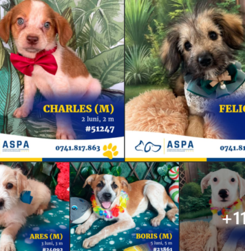 Adoptă un cățel și primești invitație gratuită la MINA Bucharest