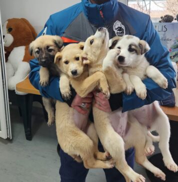 Autoritatea pentru Protecția Animalelor organizează un nou târg de adopții de căței, sâmbătă, în Parcul ‘Regele Mihai I’