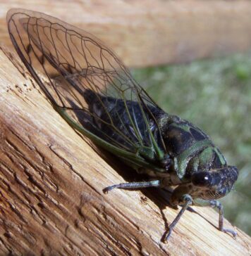 Insectele care i-au terorizat pe bucureșteni: Zgomotul cicadelor poate atinge chiar și 100 de decibeli
