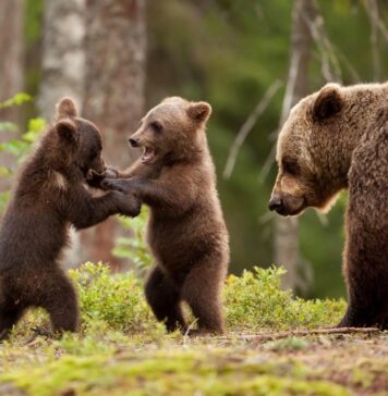 Parlamentari PSD susțin interzicerea și sancționarea hrănirii și apropierii intenționate de urși