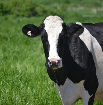 Trafic blocat pe A3 București–Ploiești: vacile au rupt gardul de protecție în Voluntari și au invadat șoseaua