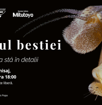Muzeul Antipa deschide expoziția „Chipul bestiei. Perfecțiunea stă în detalii” – o incursiune spectaculoasă în lumea ascunsă a insectelor