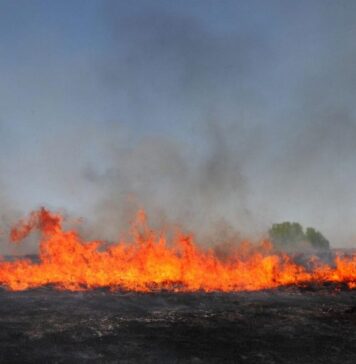 Constanta County wildfires cover 1,000 ha in past month