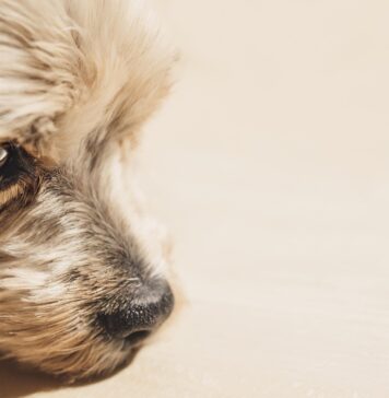 Cerere de arestare pentru cruzime: Bărbat acuzat că a bătut un câine bolnav și neajutorat