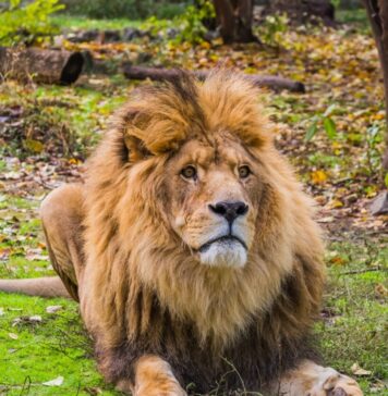 Ziua Internațională a Leului, sărbătorită la Grădina Zoologică București
