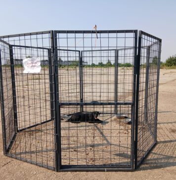 ASPA folosește o metodă nouă de capturare a câinilor fără stăpân