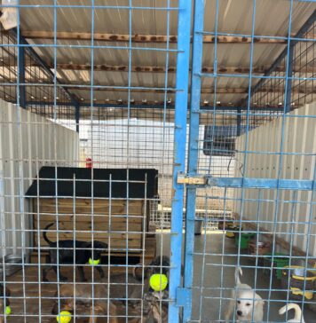 Zile mai vesele pentru câinii din adăposturile ASPA București: joaca începe cu mingi de tenis