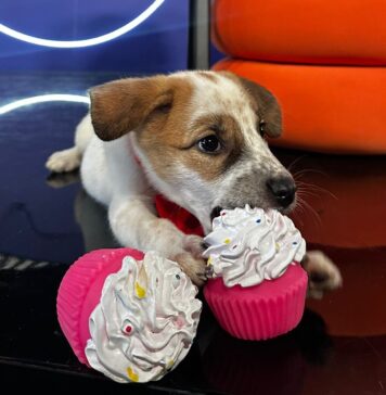 ASPA București continuă campania „STOP ABANDON!”: sfaturi pentru o adopție responsabilă