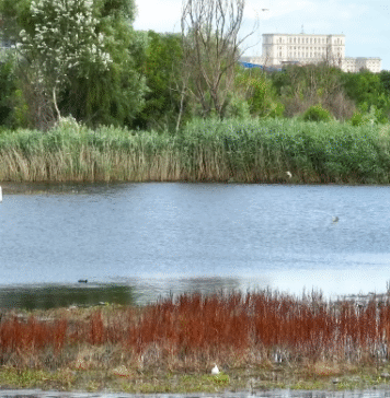 Invitație la momente intense și delicate în inima naturii urbane: spectacolul chirighițelor din Parcul Văcărești / VIDEO