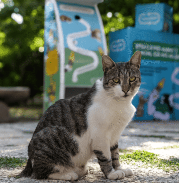 Rețeaua de automate care eliberează hrană pentru pisicile fără stăpân din București se extinde prin instalarea a 10 noi unități, cu ajutorul RetuRO