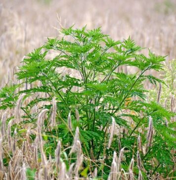 Lupta cu ambrozia continuă: verificări pe teren în Sectorul 3