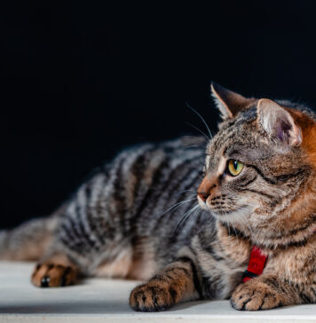 Ce înseamnă MIAU: nașterea unei relații, dar și a unei campanii pentru primul sanctuar pentru pisici din țară