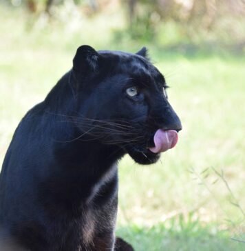 Bulgarii au transformat nebunia panterei dispărute în atracție pentru iubitorii de natură, drumeție, ciclism și istorie