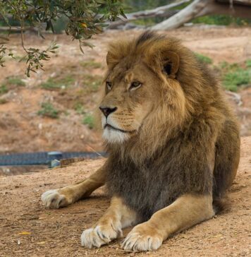 O grădină zoologică cere donații de animale domestice pentru hrana animalelor de pradă captive „Vreți să vă donați calul?”