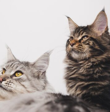 ”Marea Pisiceală” la București: parada pisicilor de rasă, la Auchan Titan