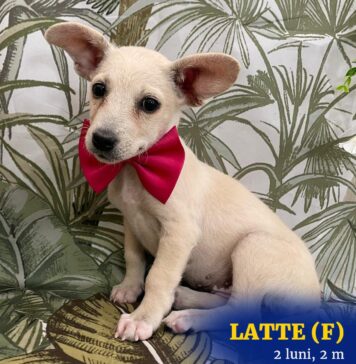 35 de căței își caută familii la târgul de adopții ASPA, sâmbătă, la ParkLake