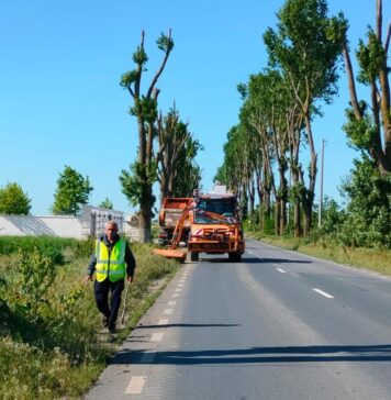 Ilfov: Acțiuni susținute de cosire și erbicidare a ambroziei, derulate din mai până în prezent