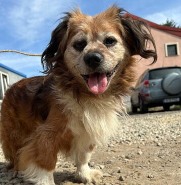 Campanie de sterilizări gratuite pentru câini și pisici în București