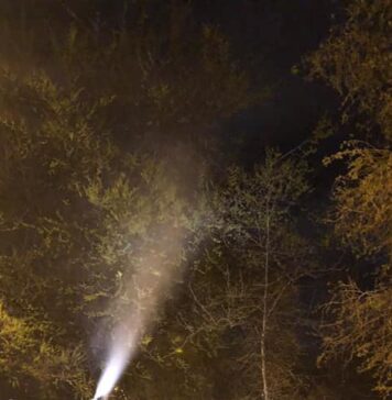 Dezinsecție timp de o lună împotriva insectelor dăunătoare, în București