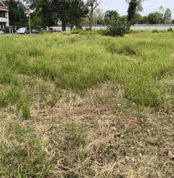 Sectorul 5: Amenzi de 36.000 de lei pentru terenuri invadate de ambrozie