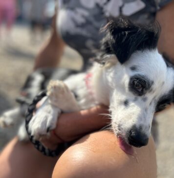 Campanie gratuită de sterilizare și microcipare a câinilor de rasă comună în București