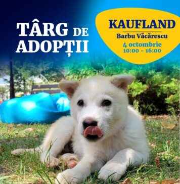 ASPA marchează Ziua Internațională a Animalelor cu un târg de adopții la Kaufland Barbu Văcărescu