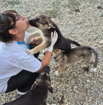 Protecția Animalelor CJ Ilfov organizează castrări și microcipări gratuite în Pantelimon — 30 septembrie