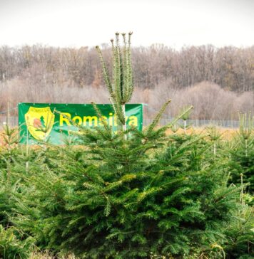 Romsilva: bonusurile de pensionare, reduse de la 10 salarii la unul singur