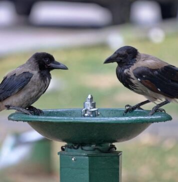 Marți, caniculă în București: 35 de grade și disconfort termic ridicat, anunță ANM