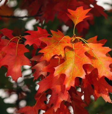 Echinocțiul de toamnă are loc la ora 21:19 / Când trecem la ora de iarnă