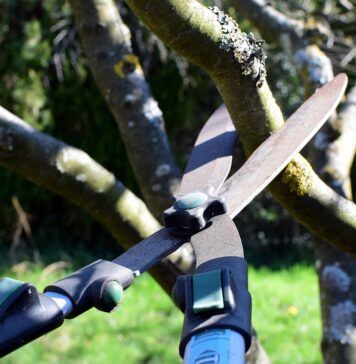 Amenzi de până la 5.000 de lei pentru defrișarea sau toaletarea neavizată a arborilor – proiect în dezbatere