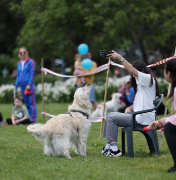 WOOF Fest – Festivalul lui Bobiță, în Sectorul 1: Parcul Kiseleff devine locul de întâlnire al iubitorilor de căței