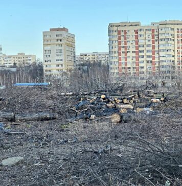 Peste 50 de organizații cer CGMB sancțiuni dure pentru defrișările ilegale. Protest anunțat la Primărie