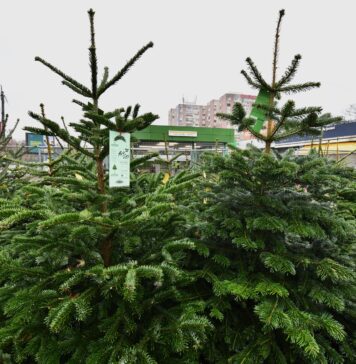 Licitaţie pentru comercializarea brazilor de Crăciun în Sectorul 6, anunțată din octombrie