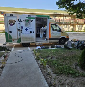 Bucureștiul, exemplu de bune practici în gestionarea pisicilor comunitare: ASPA și Asociația Sache Vet prezintă modelul TNR la Animal Summit România