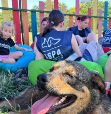 25 de căței pot fi adoptați sâmbătă la un nou târg organizat de ASPA, în parcarea Hornbach Balotești