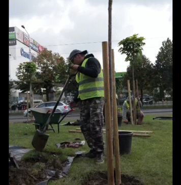 Amplă campanie de înverzire în Sectorul 2: 40.000 de arbori până la finalul anului viitor