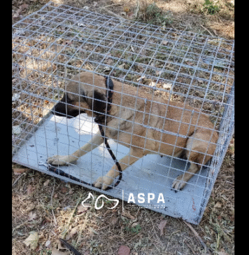 VIDEO/ Trei câini capturați în siguranță în Sectorul 6, cu ajutorul țarcului-capcană și al unui cetățean implicat