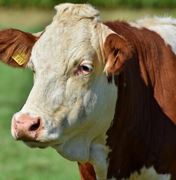 APIA primește până la 28 octombrie cererile pentru acordarea ajutorului în sectorul creșterii animalelor