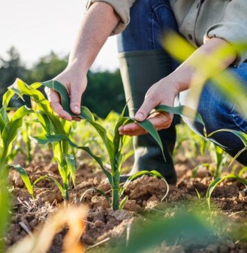 50 de milioane euro de la UE pentru fermierii din Bulgaria, Ungaria, Letonia, Lituania, Polonia și România