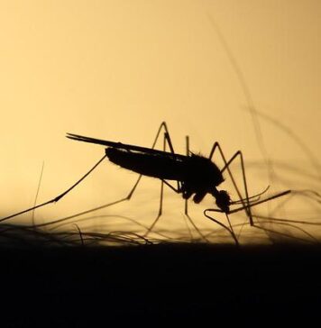 Romania reports 38 cases of West Nile virus infection since June 2025