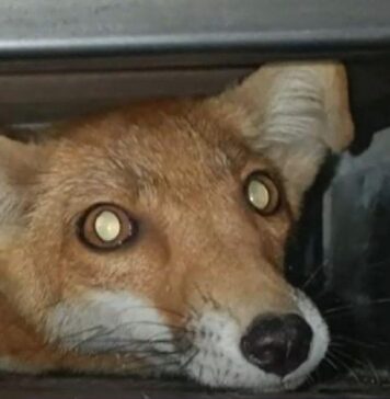 Ce animale sălbatice au devenit o prezență obișnuită în București