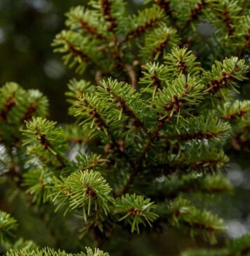 De unde cumpără românii bradul natural pentru Crăciunul din 2025