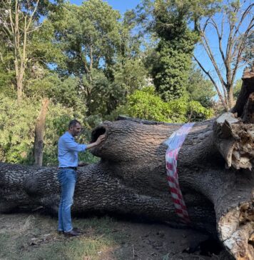 Administratorul public al Capitalei spune că se vor aplica noi amenzi, după reluarea tăierilor în zona Nicolae Grigorescu: ”Plus zeci de arbori pe care vor trebui să îi planteze în loc”