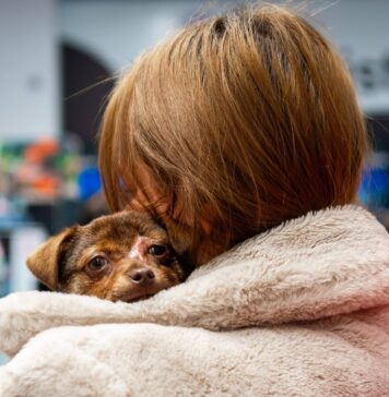 Târg indoor de adopții, la MAXI PET Mihai Bravu