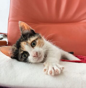 Milagros, pisicuța care așteaptă o familie iubitoare. Un nou apel la adopție lansat de Protecția Animalelor Ilfov