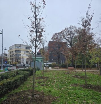 Aproape 200 de arbori, plantați în Parcul Regele Mihai I