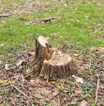 Poliția Locală a Municipiului București sancționează tăierile ilegale de arbori în Sectorul 3/ Amenzi de 50.000 de lei pentru tăierea a 10 arbori