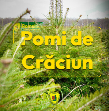 Romsilva oferă la vânzare peste 16 de mii de pomi de Crăciun/ Ce prețuri au și de unde se pot cumpăra